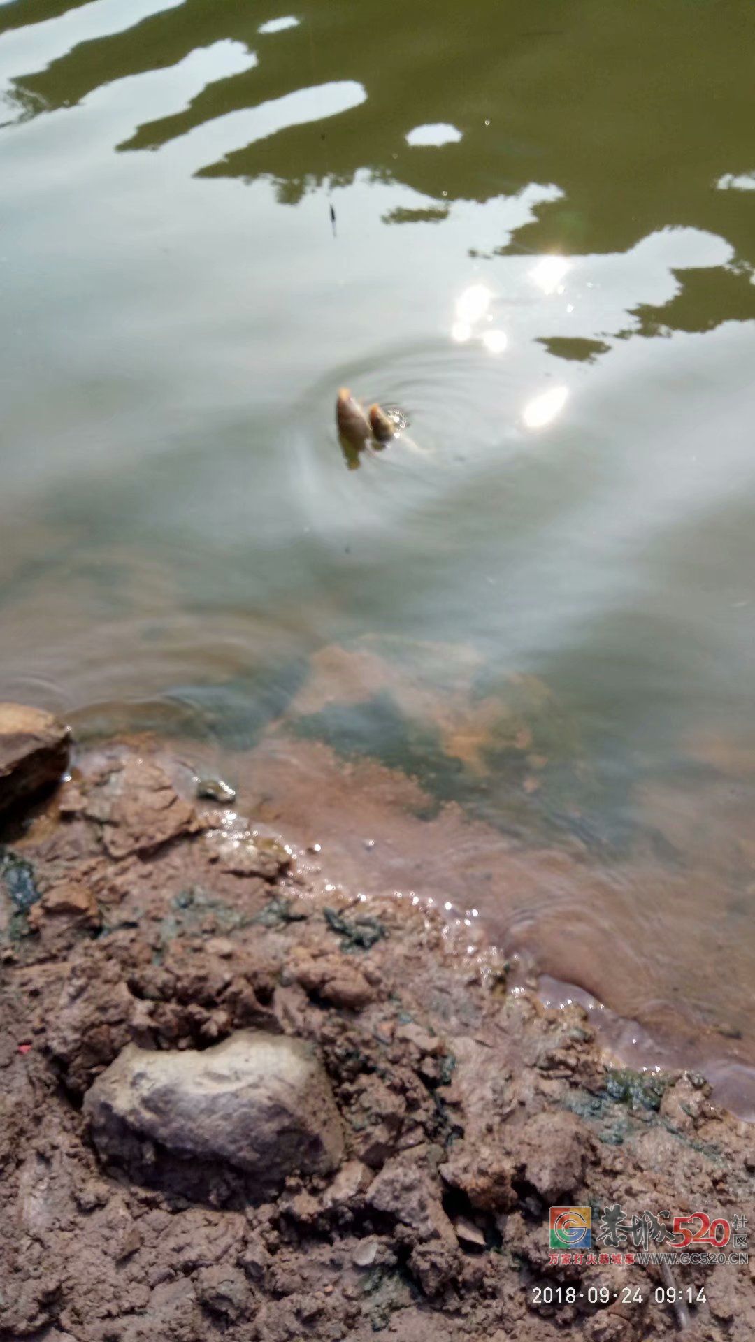 2018中秋节鱼获 MDG555 / 作者:MDG / 帖子ID:266060