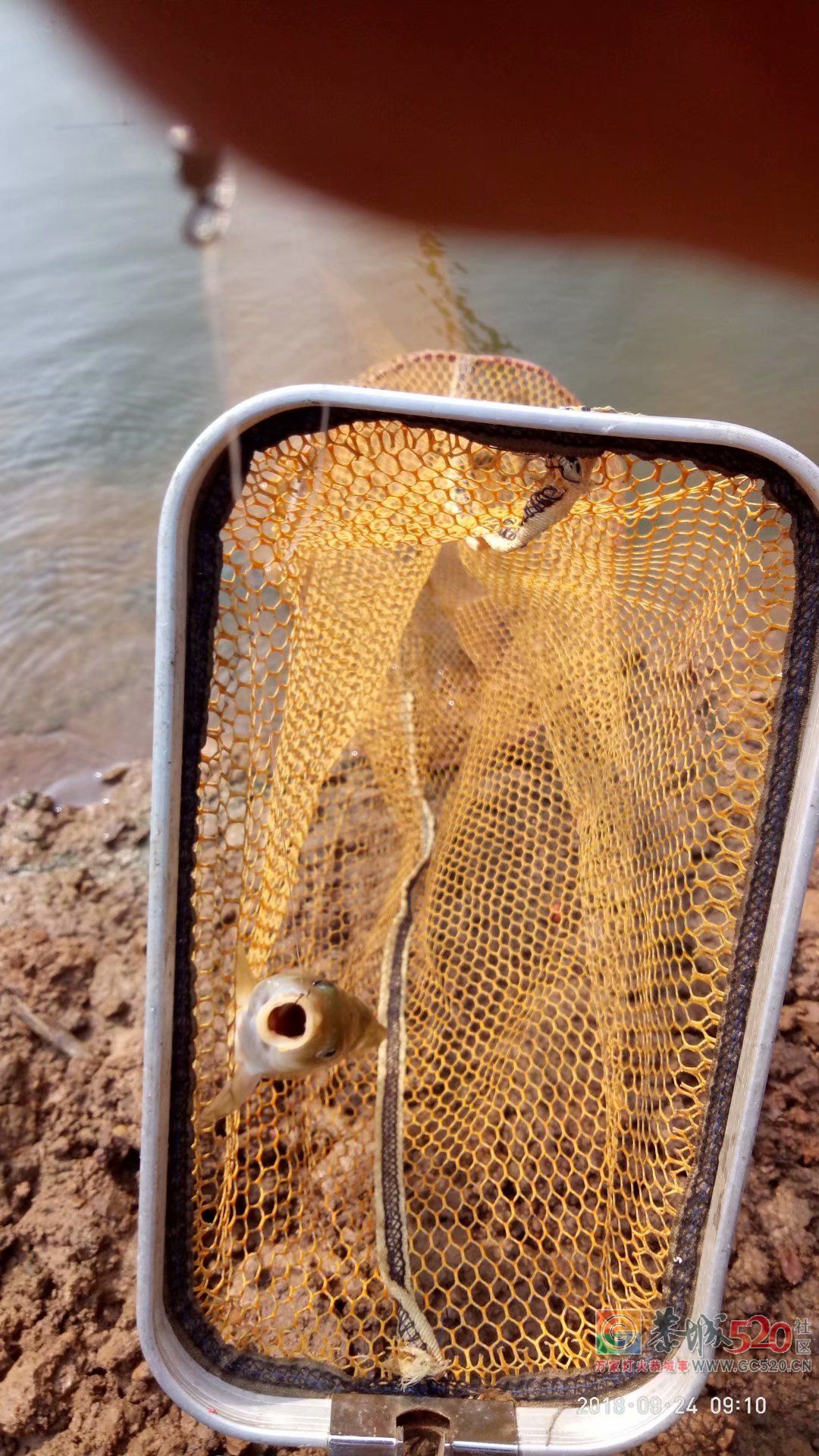 2018中秋节鱼获 MDG515 / 作者:MDG / 帖子ID:266060