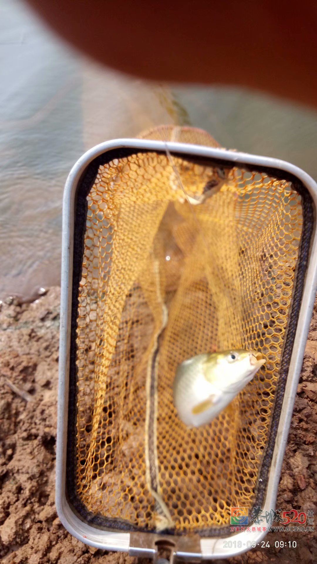 2018中秋节鱼获 MDG669 / 作者:MDG / 帖子ID:266060