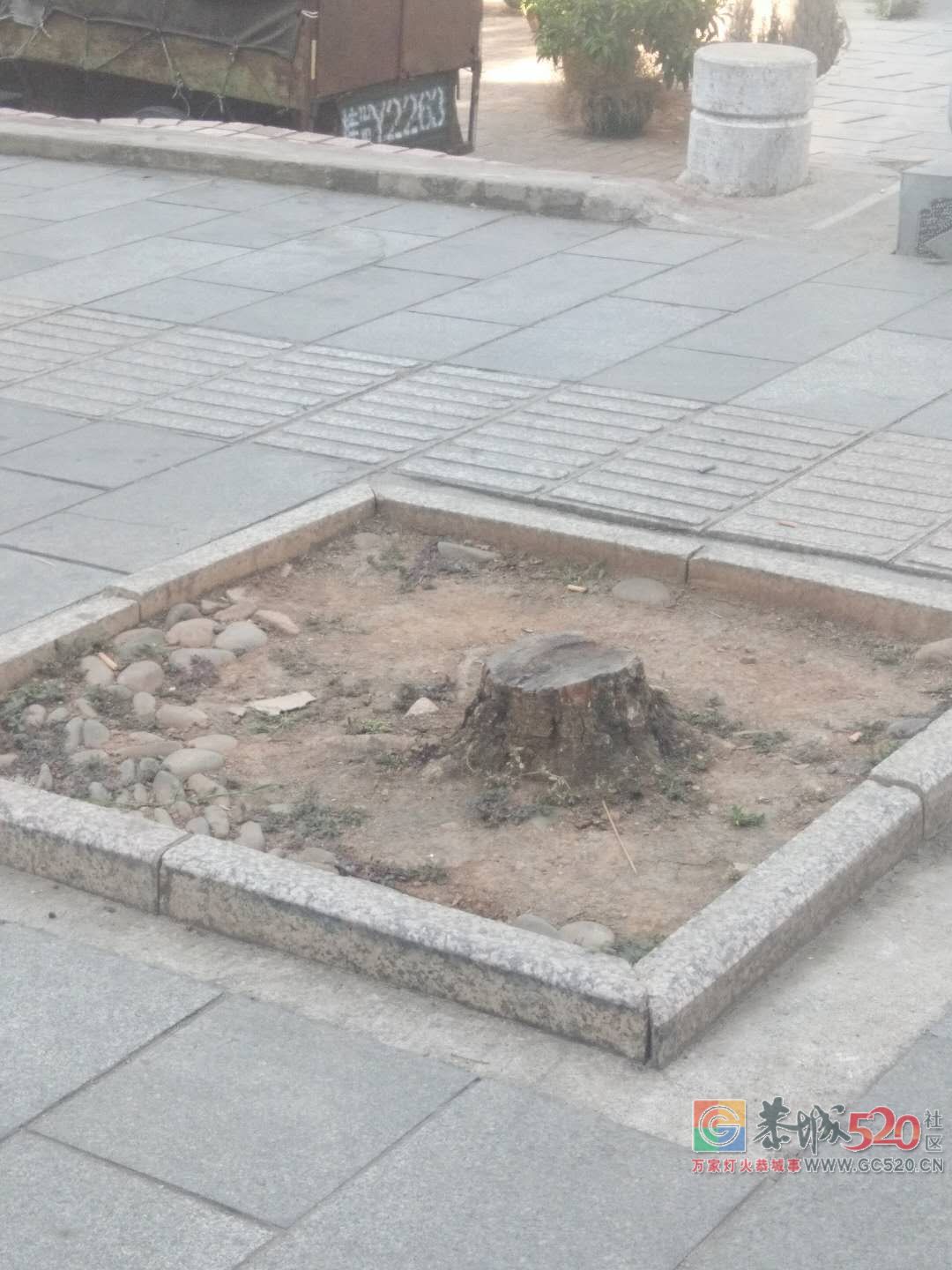中心广场对面的桂花树有点枯了，谁来救救它们？943 / 作者:狗婆蛇 / 帖子ID:266137