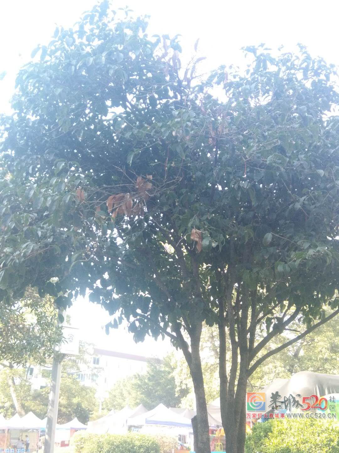 中心广场对面的桂花树有点枯了，谁来救救它们？987 / 作者:狗婆蛇 / 帖子ID:266137