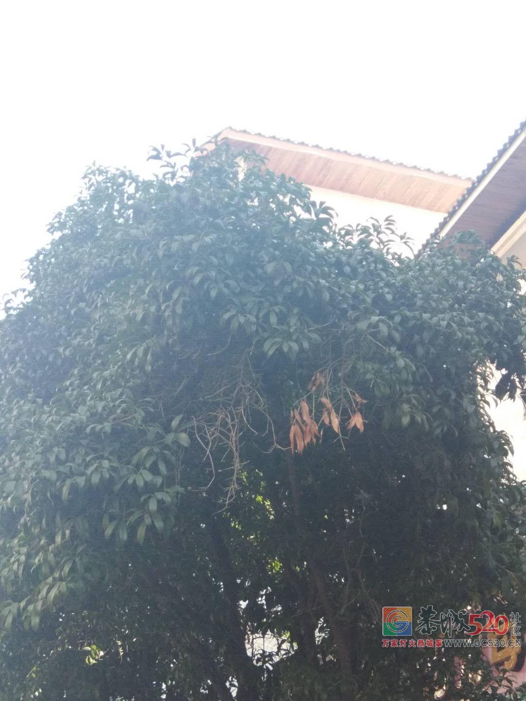中心广场对面的桂花树有点枯了，谁来救救它们？732 / 作者:狗婆蛇 / 帖子ID:266137
