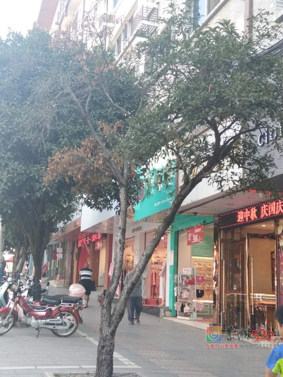 中心广场对面的桂花树有点枯了，谁来救救它们？162 / 作者:狗婆蛇 / 帖子ID:266137
