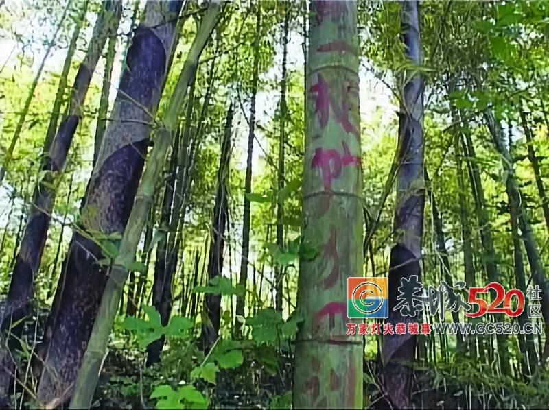 为防游客破坏，景区出此下策！网友却吵起来了……7 / 作者:丽丽看花 / 帖子ID:266149