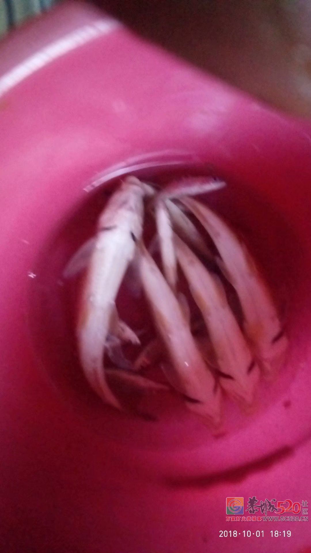 国庆节钓获3两重的花骨鱼4尾 MDG463 / 作者:MDG / 帖子ID:266153