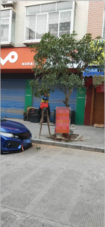 嘉会街有人明目张胆的摘桂花467 / 作者:狗婆蛇 / 帖子ID:266155