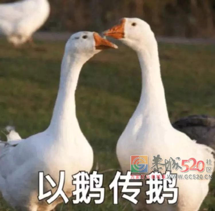 谣言不可信，辟谣也不可尽信了，这个世界太危险...72 / 作者:等风十里 / 帖子ID:266320