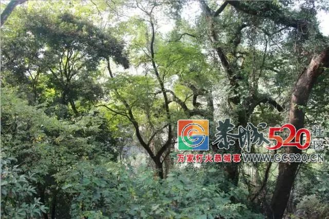 平安心田村一年一度的九龙公庙会就要到了，游岩洞逛庙会，恭城人约不约？41 / 作者:baby甜心 / 帖子ID:266344