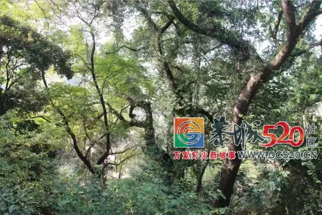 平安心田村一年一度的九龙公庙会就要到了，游岩洞逛庙会，恭城人约不约？524 / 作者:baby甜心 / 帖子ID:266344