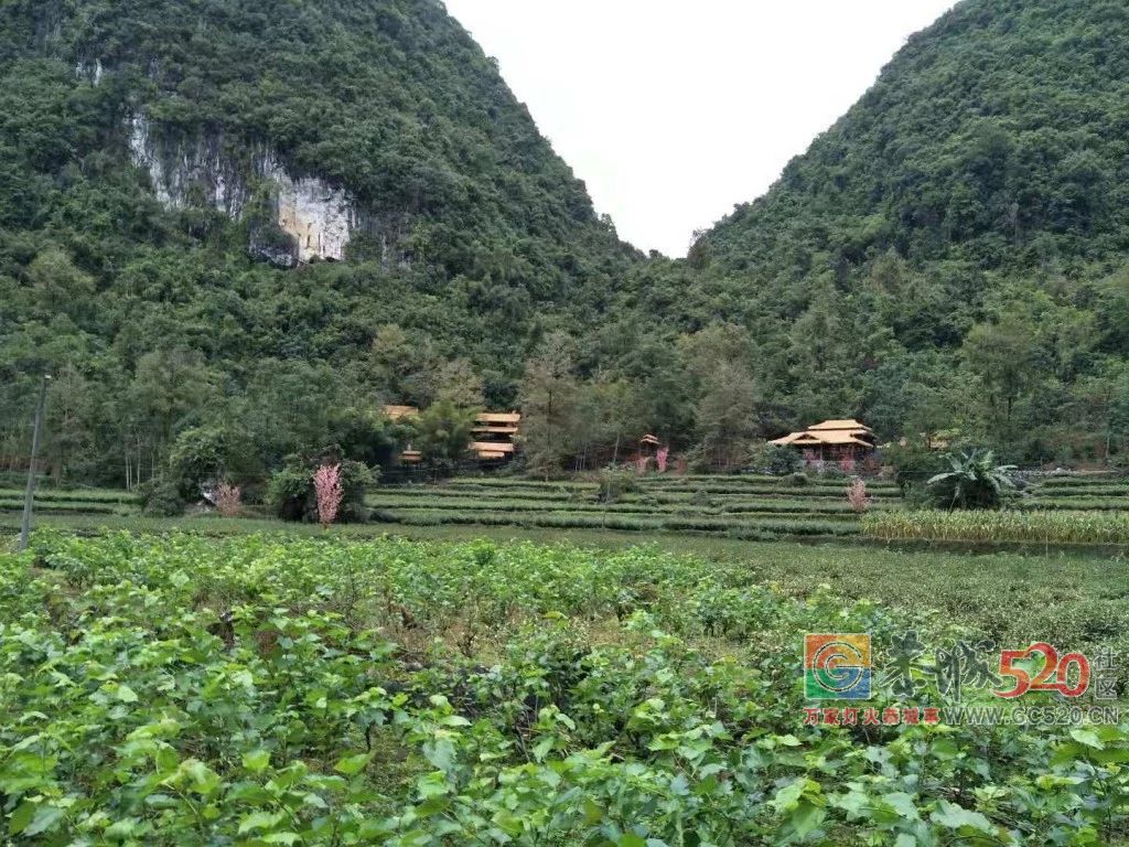 恭城人，你知道宜州——这座会唱歌的城市吗？22 / 作者:分类小编 / 帖子ID:266484