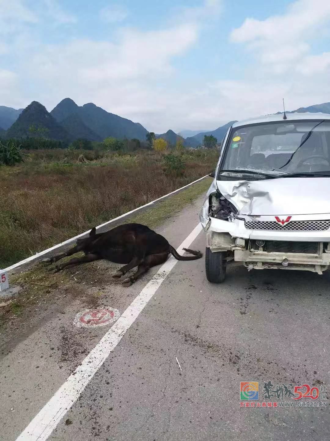 什么情况？栗木苔塘路段一头牛倒在路上，一男子躺在田里一动不动214 / 作者:边吃边拉 / 帖子ID:266646