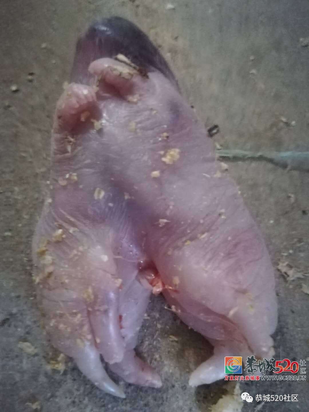 竹鼠竟生了一只连体竹鼠，你见过吗815 / 作者:狗婆蛇 / 帖子ID:266661