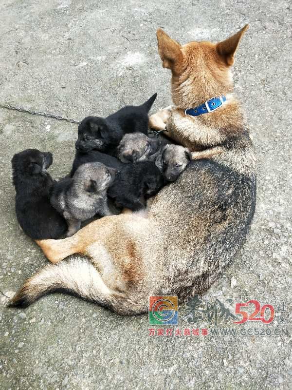 昆明犬仔仔出售，141 / 作者:分类小编 / 帖子ID:266686