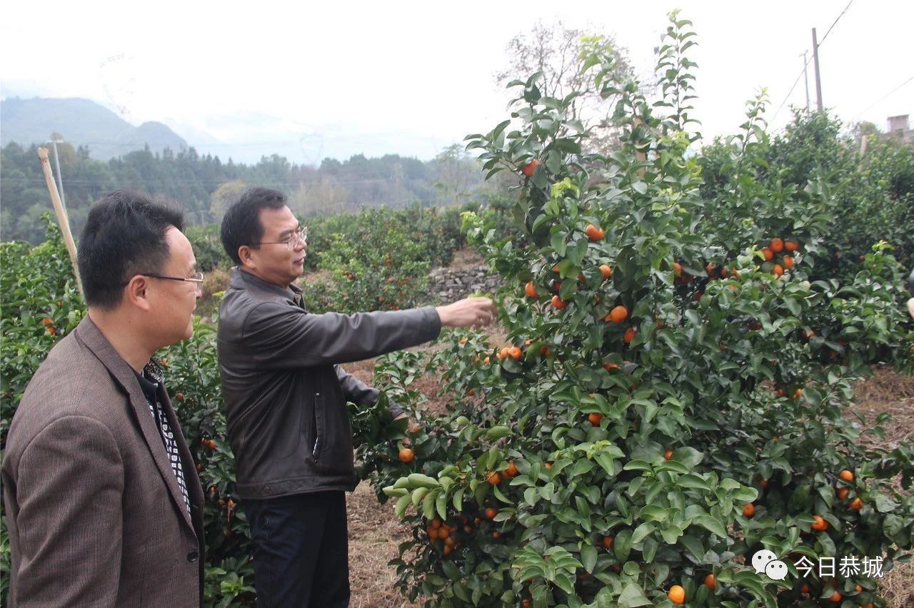 我县组织召开全县柑桔种植暨2019年产业扶贫工作会825 / 作者:登山涉水 / 帖子ID:266783