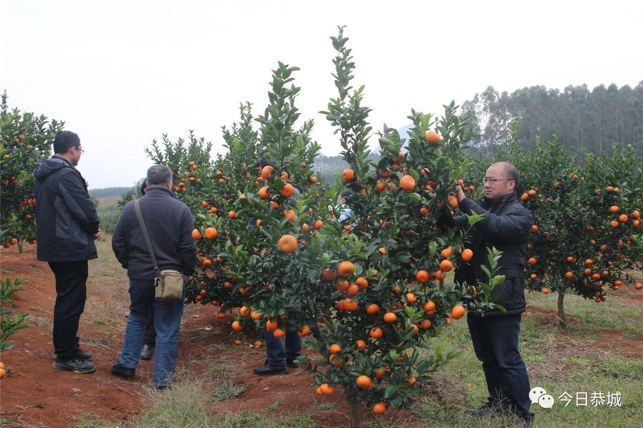 我县组织召开全县柑桔种植暨2019年产业扶贫工作会305 / 作者:登山涉水 / 帖子ID:266783