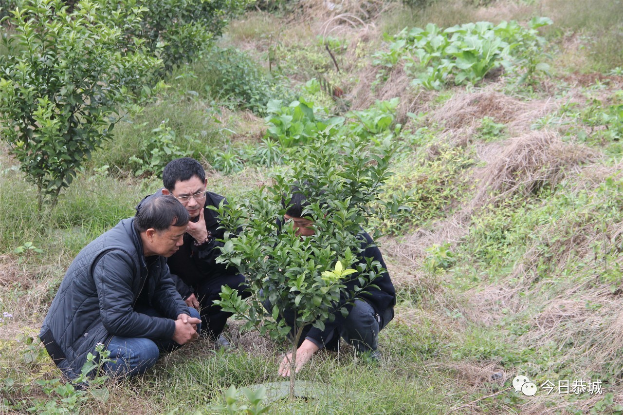 我县组织召开全县柑桔种植暨2019年产业扶贫工作会997 / 作者:登山涉水 / 帖子ID:266783