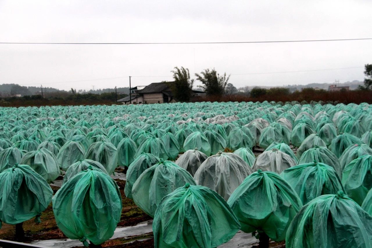 我县开展“美丽瑶乡党旗红”党建品牌亮点示范工程大考核964 / 作者:糕富帅 / 帖子ID:266949