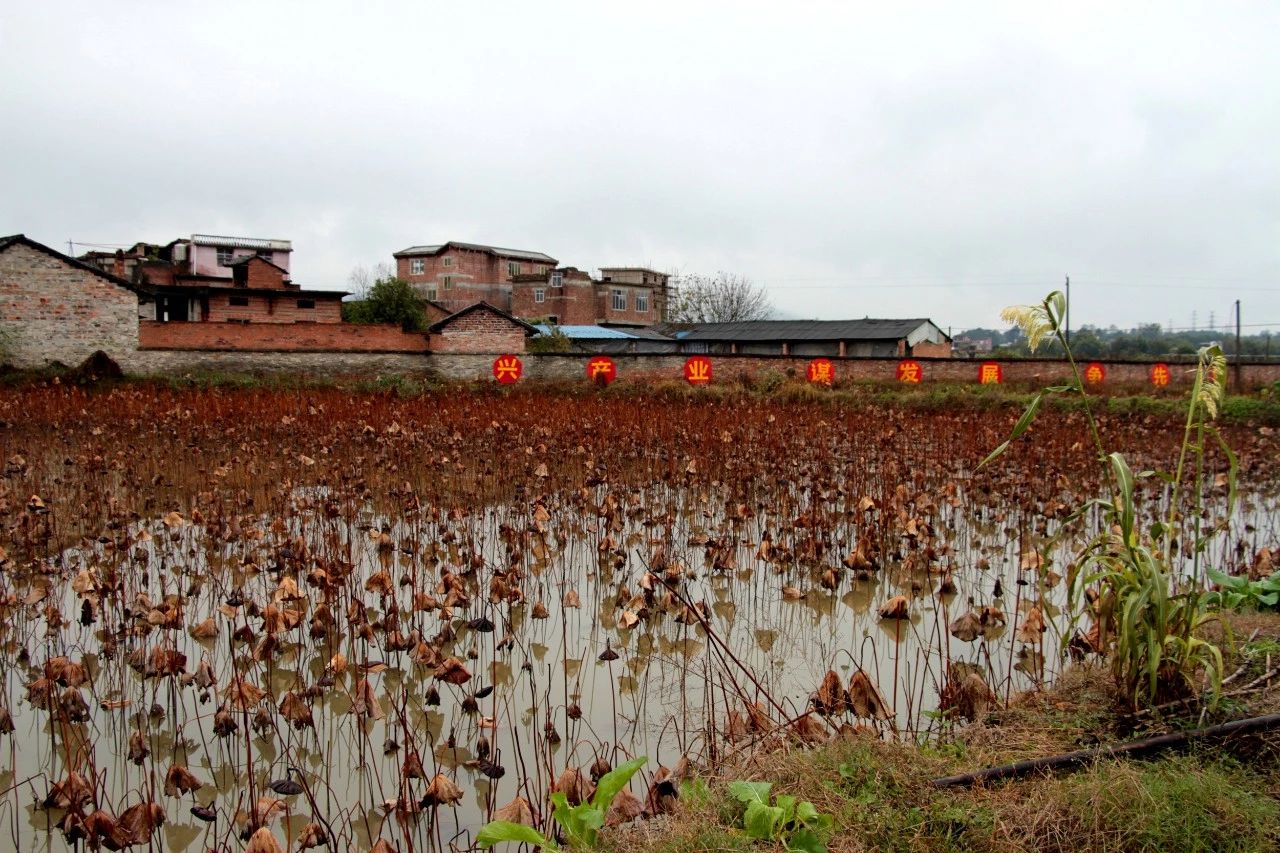 我县开展“美丽瑶乡党旗红”党建品牌亮点示范工程大考核714 / 作者:糕富帅 / 帖子ID:266949