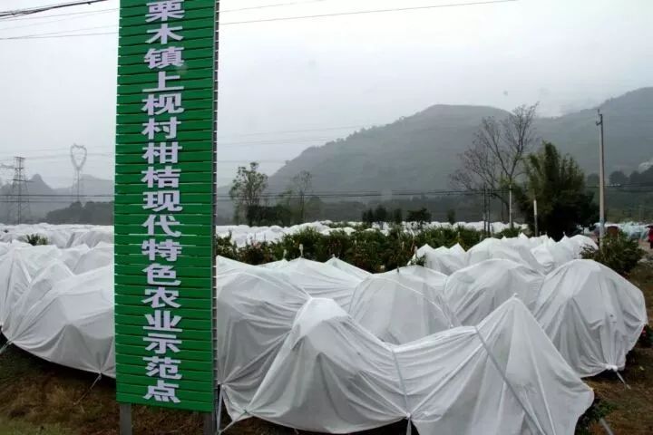 传统文化进上枧，村民素质上台阶——栗木上枧举办2018迎新春活动809 / 作者:红花绿叶 / 帖子ID:267092