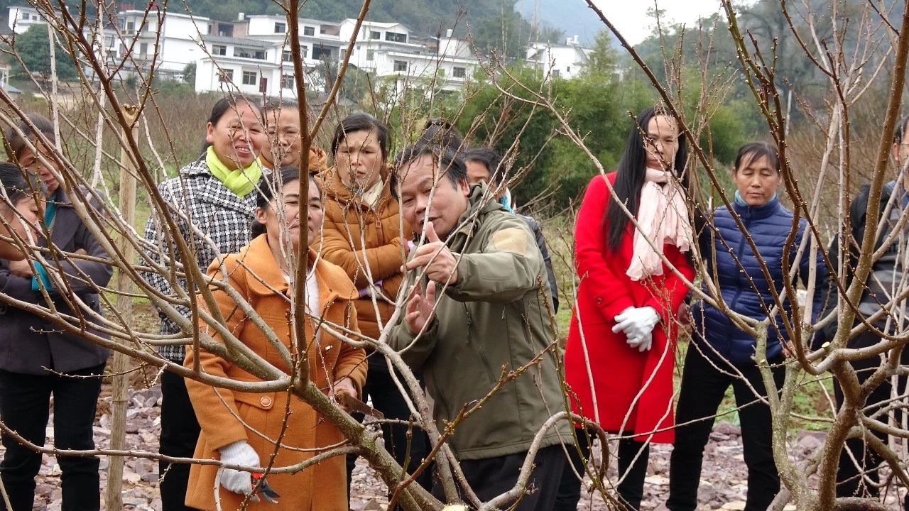 西岭镇：广西落叶果树水果创新团队“智力扶贫”暖农心183 / 作者:砍柴撞跌老斑鸠 / 帖子ID:267181