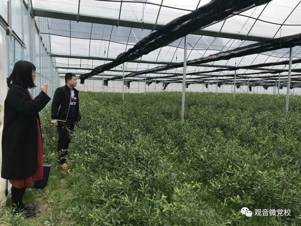 观音乡多部门联合进行“大棚房”专项整治排查行动247 / 作者:阿童木 / 帖子ID:267190