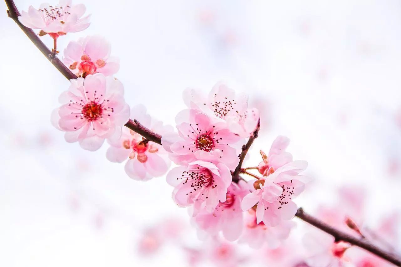 大家心心念念的桃花节+首届嘉会野生紫荆花民俗文化节终于来了！524 / 作者:红花绿叶 / 帖子ID:267554