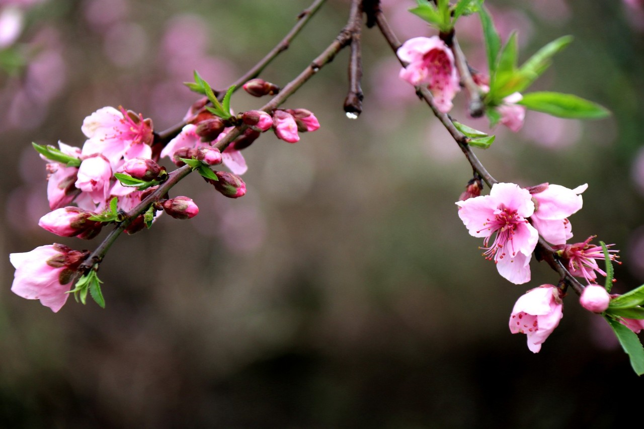 第十七届桂林恭城桃花节暨首届嘉会野生紫荆花民俗文化节开幕47 / 作者:看清所以看轻 / 帖子ID:267568