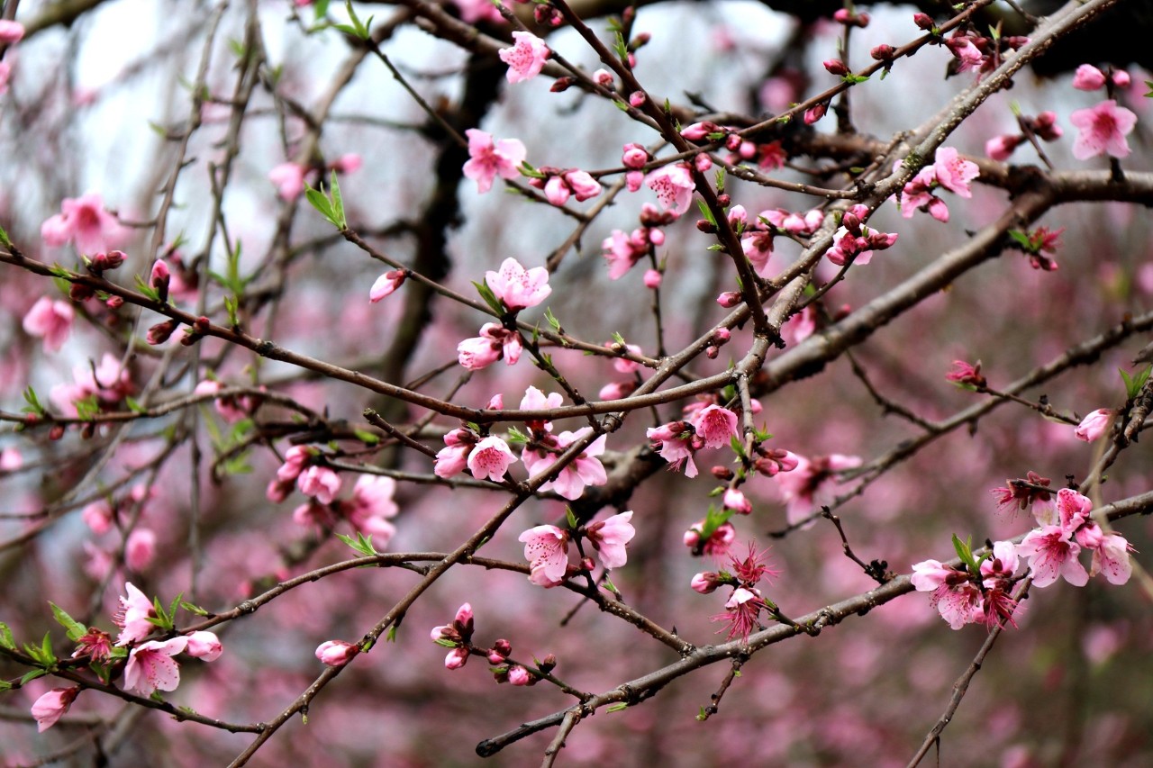 第十七届桂林恭城桃花节暨首届嘉会野生紫荆花民俗文化节开幕855 / 作者:看清所以看轻 / 帖子ID:267568