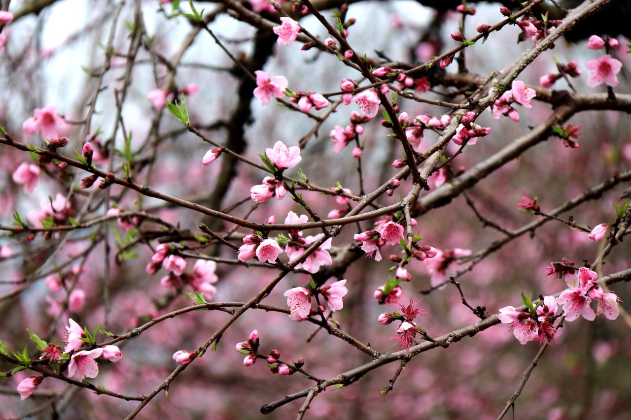 第十七届桂林恭城桃花节暨首届嘉会野生紫荆花民俗文化节开幕645 / 作者:看清所以看轻 / 帖子ID:267568