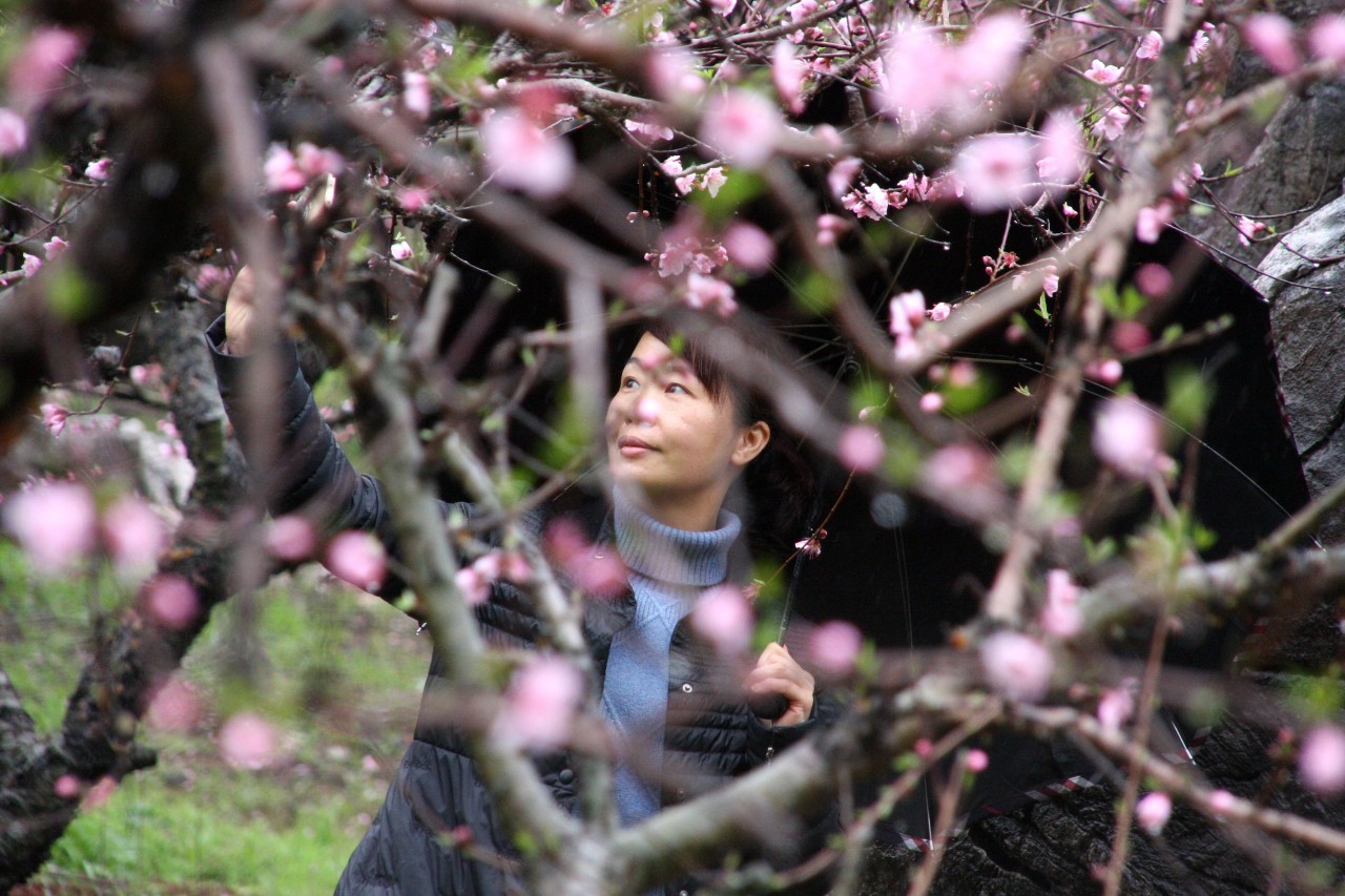 第十七届桂林恭城桃花节暨首届嘉会野生紫荆花民俗文化节开幕994 / 作者:看清所以看轻 / 帖子ID:267568