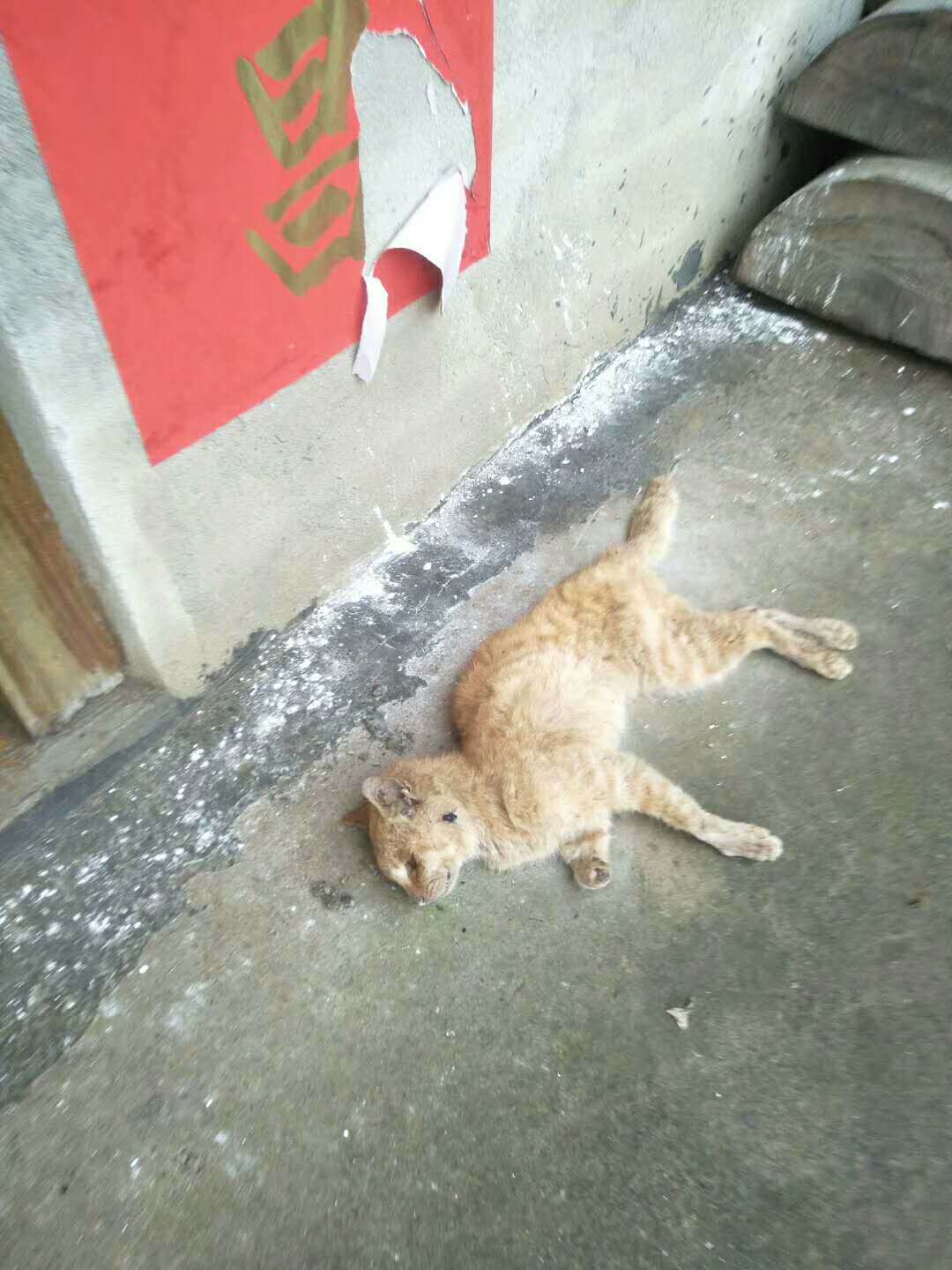 嘉会一村民家中养的猫死在自家门口，到底是怎么回事？637 / 作者:单身狗的生活 / 帖子ID:267734
