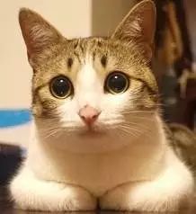 嘉会一村民家中养的猫死在自家门口，到底是怎么回事？245 / 作者:单身狗的生活 / 帖子ID:267734