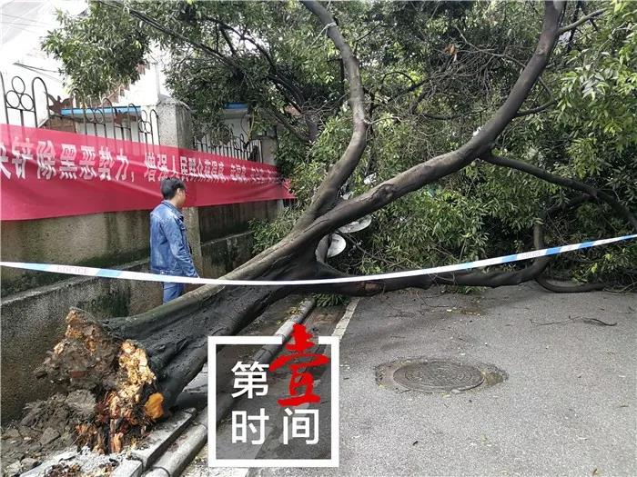 前天晚上恭城的暴风雨，让农民种的菜都遭了秧！195 / 作者:单身狗的生活 / 帖子ID:267735
