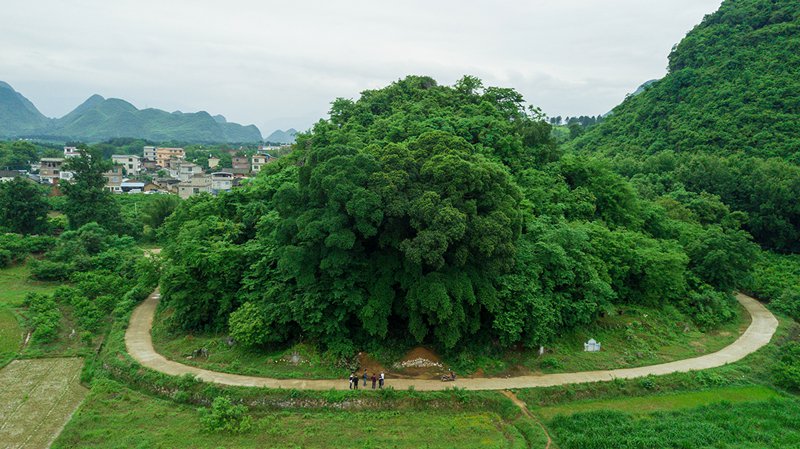 恭城520鸭塘欢乐行活动报名正式启动啦，你报名了吗！9 / 作者:admin / 帖子ID:267899