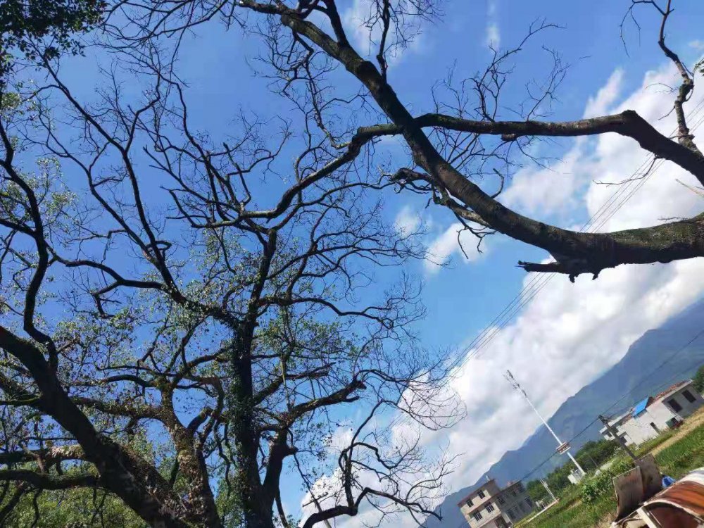 栗木上大合村一垃圾回收点焚烧垃圾毒气把树都毒死了544 / 作者:清风哥 / 帖子ID:268387