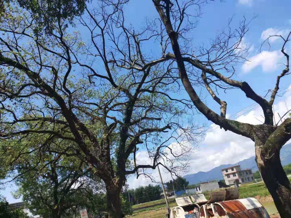 栗木上大合村一垃圾回收点焚烧垃圾毒气把树都毒死了641 / 作者:清风哥 / 帖子ID:268387