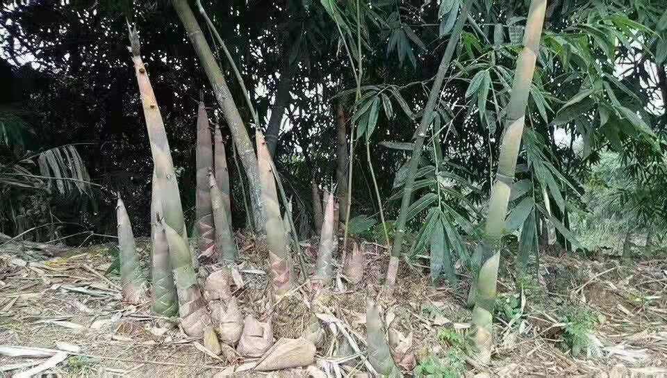 恭城农村这山货正大量上市，看完大吃一斤！！513 / 作者:更强 / 帖子ID:268400