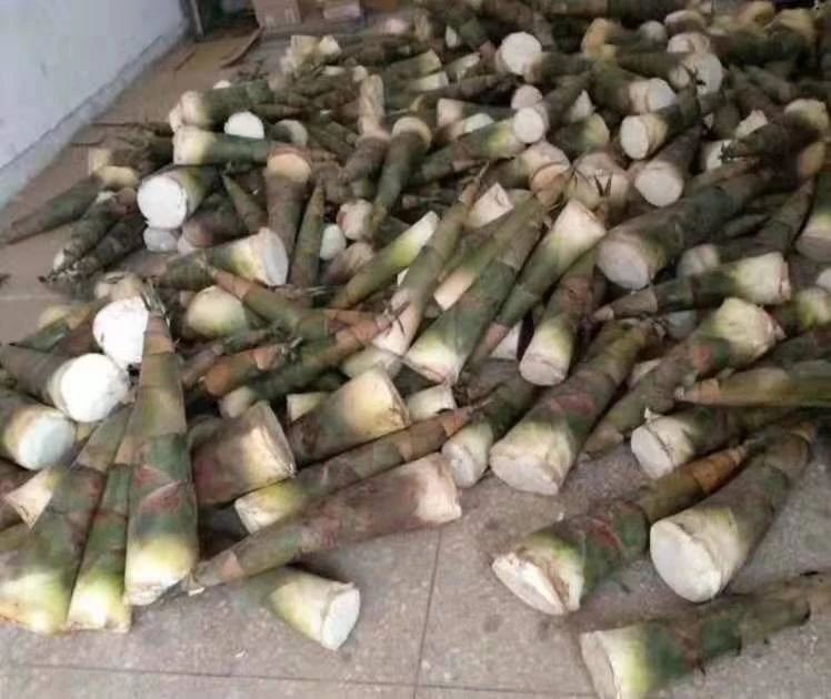 恭城农村这山货正大量上市，看完大吃一斤！！91 / 作者:更强 / 帖子ID:268400