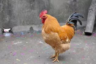 恭城猪肉价疯涨！群众：之前贱卖没人理，如今涨价吃不起632 / 作者:茶江余晖 / 帖子ID:268413