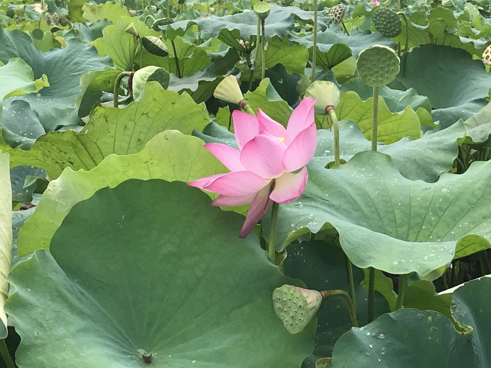 【好去处】荷花灼灼，一池墨香，恭城这片荷花景色，足以惊艳夏天！596 / 作者:更强 / 帖子ID:268416