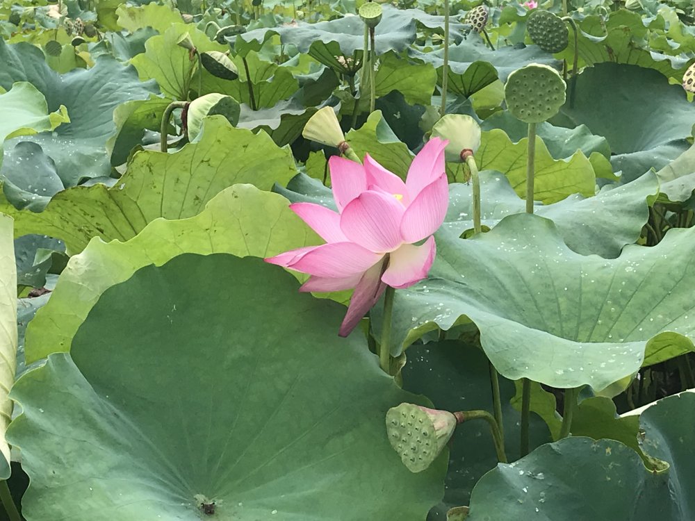 【好去处】荷花灼灼，一池墨香，恭城这片荷花景色，足以惊艳夏天！23 / 作者:更强 / 帖子ID:268416