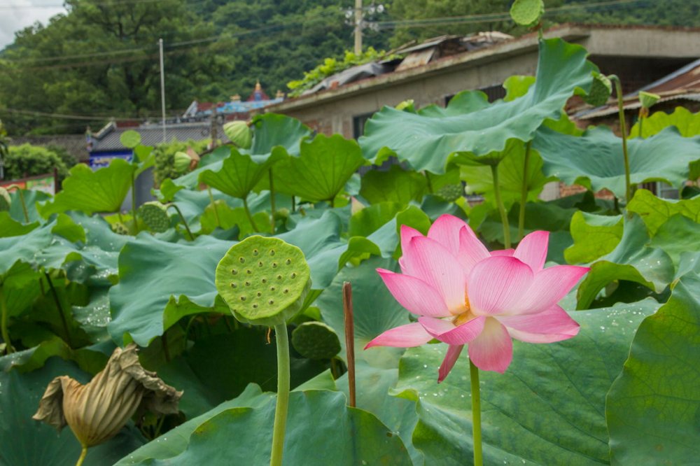 【好去处】荷花灼灼，一池墨香，恭城这片荷花景色，足以惊艳夏天！608 / 作者:更强 / 帖子ID:268416