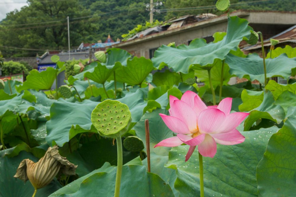 【好去处】荷花灼灼，一池墨香，恭城这片荷花景色，足以惊艳夏天！57 / 作者:更强 / 帖子ID:268416