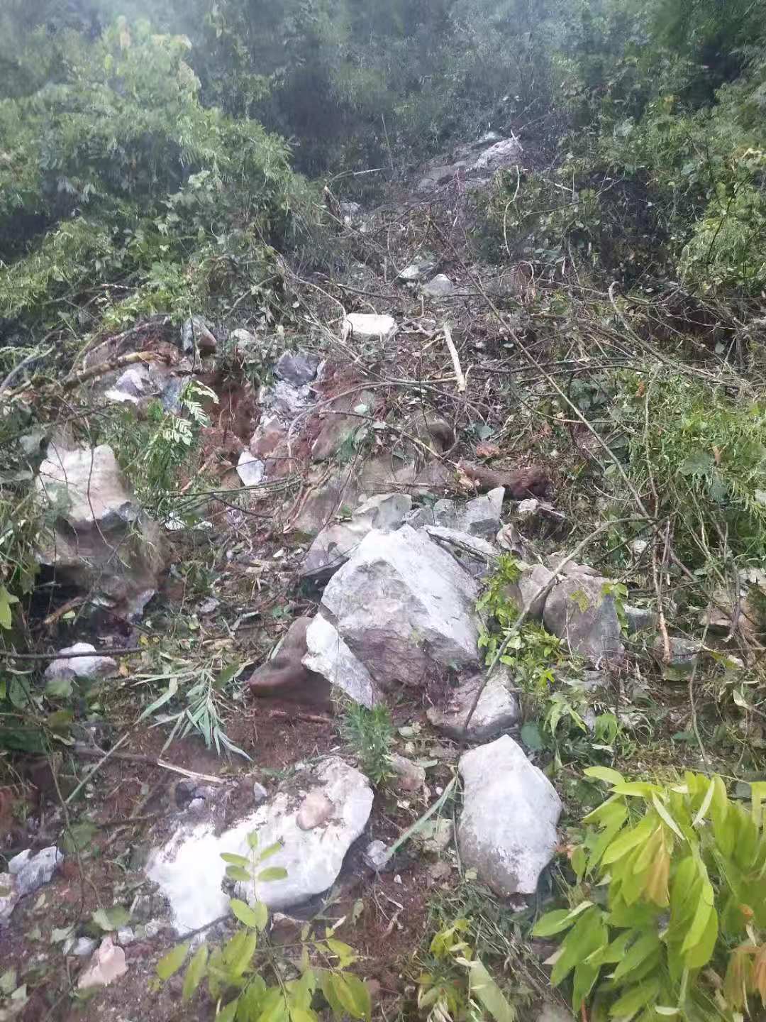 惊险！嘉会绵羊脚村发生山体落石，农民果树被毁，实在心痛！920 / 作者:论坛小编02 / 帖子ID:268531