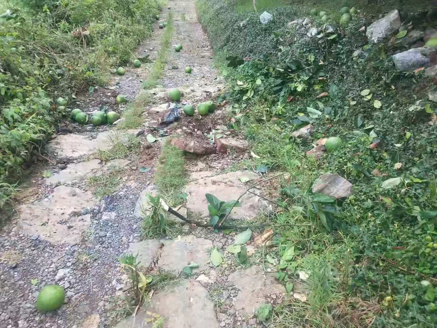 惊险！嘉会绵羊脚村发生山体落石，农民果树被毁，实在心痛！567 / 作者:论坛小编02 / 帖子ID:268531