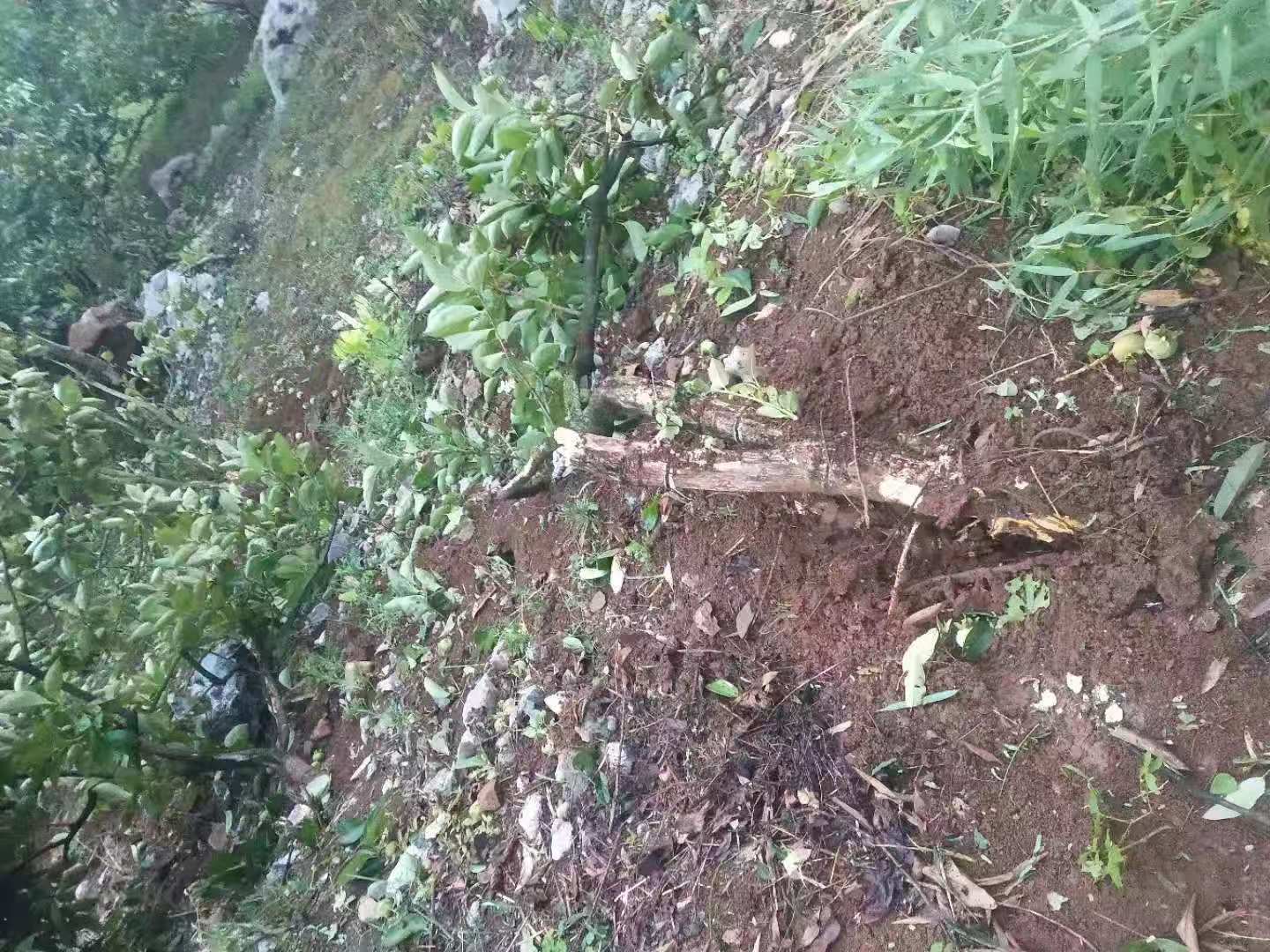 惊险！嘉会绵羊脚村发生山体落石，农民果树被毁，实在心痛！929 / 作者:论坛小编02 / 帖子ID:268531