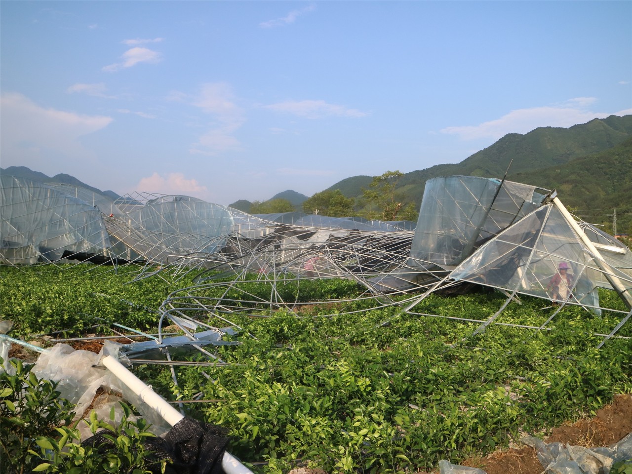 蒋舒羽视察观音乡暴风雨受灾情况63 / 作者:论坛小编02 / 帖子ID:268578