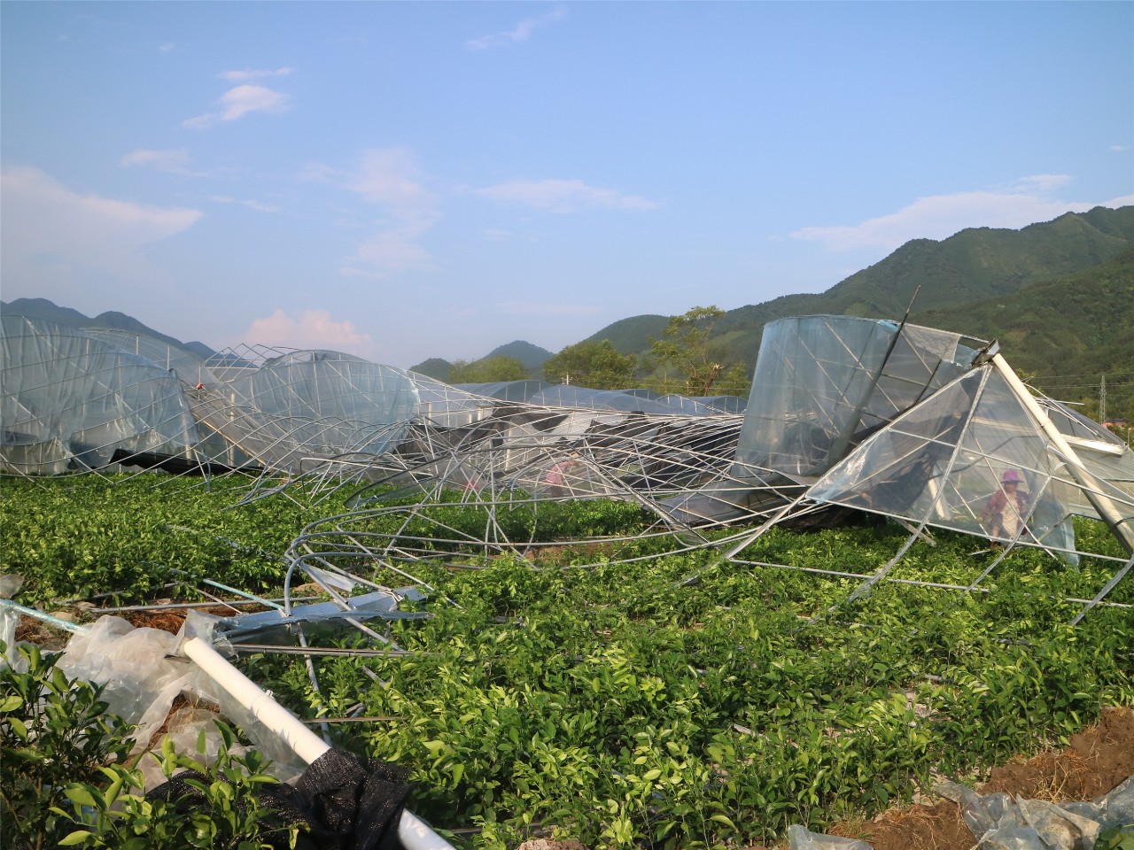 蒋舒羽视察观音乡暴风雨受灾情况740 / 作者:论坛小编02 / 帖子ID:268578