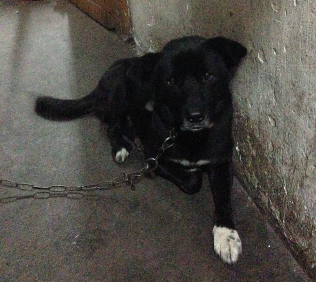 寻找家中已养十几年的两只家犬，县医院附近丢失331 / 作者:恭城520小奈姐姐 / 帖子ID:268593