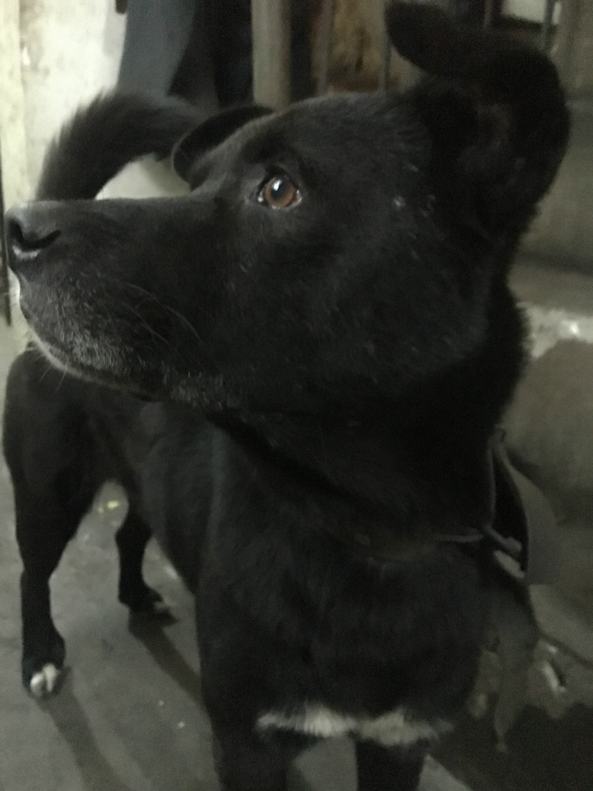 寻找家中已养十几年的两只家犬，县医院附近丢失644 / 作者:恭城520小奈姐姐 / 帖子ID:268593